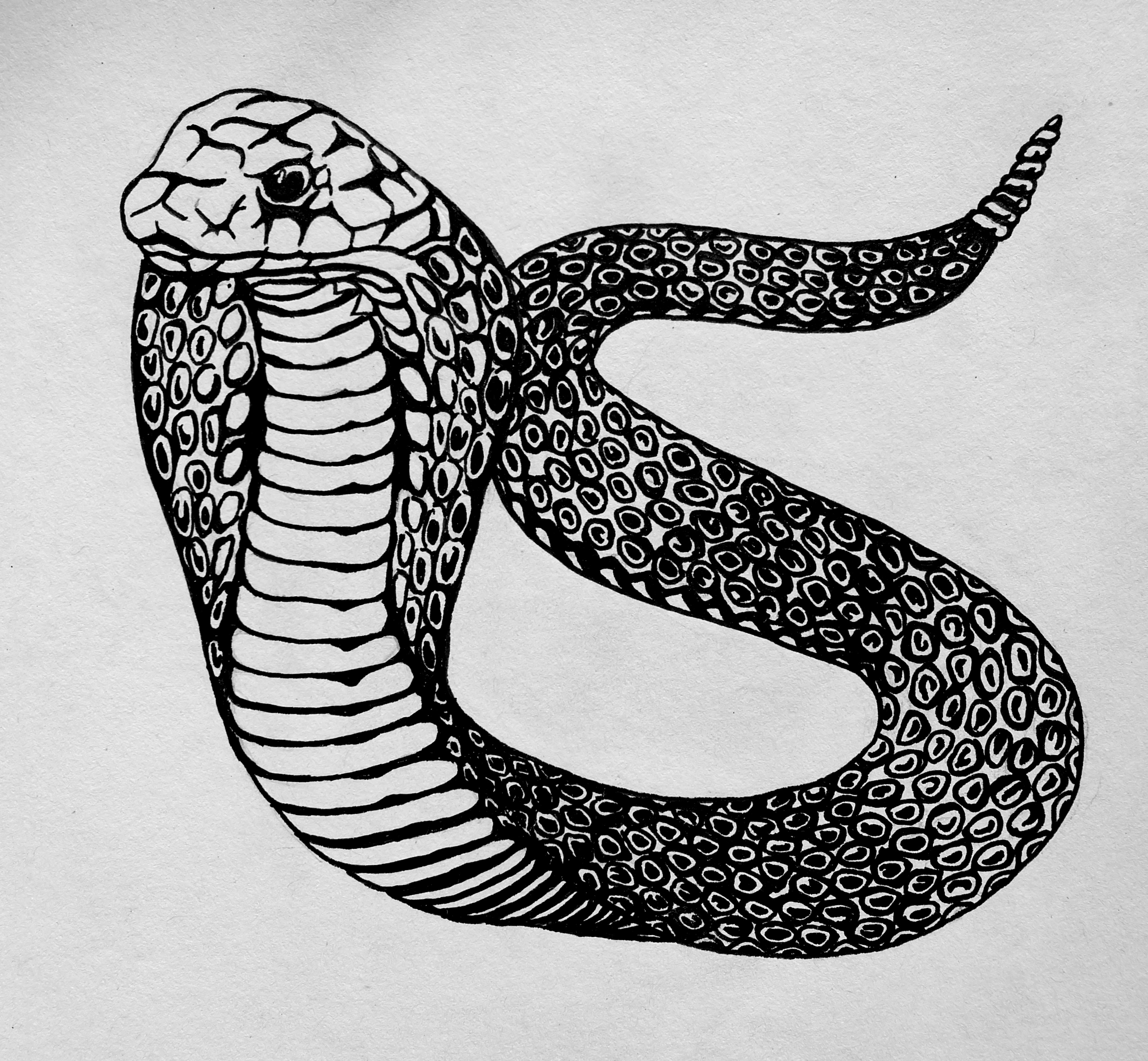 Раскраски ящерицы и змеи